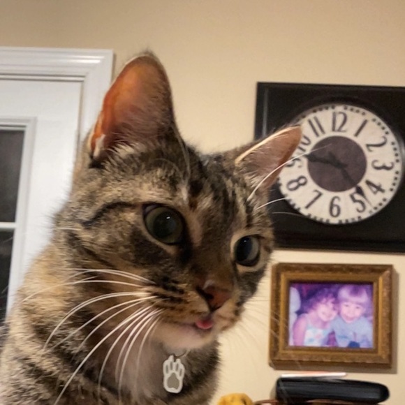 Meet your Posher, Preston - Picture 1 of 1